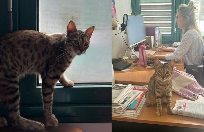 قطة مصرية تقتحم السفارة الألمانية 