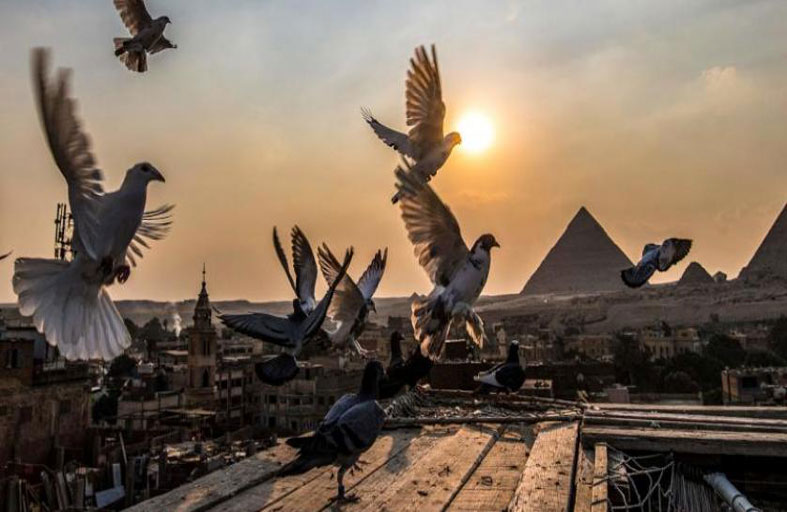 سر شغف العرب بتربية الحمام