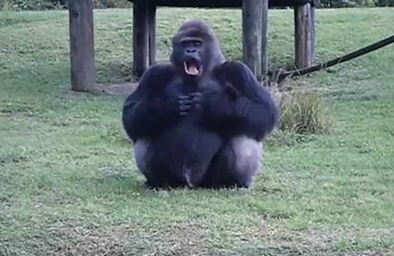 غوريلا ذكية تساعد الناس مقابل الطعام! 