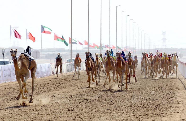 انطلاق فعاليات النسخة الـ 42 من مهرجان ختامي الوثبة للهجن الاثنين المقبل