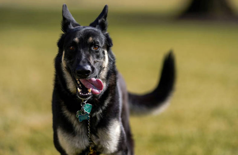 تدريبات خاصة لكلب بايدن بعد حادثي عض