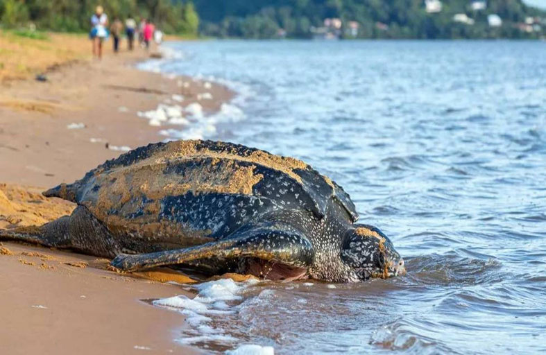 ولادة 9 سلاحف جلدية الظهر المهددة