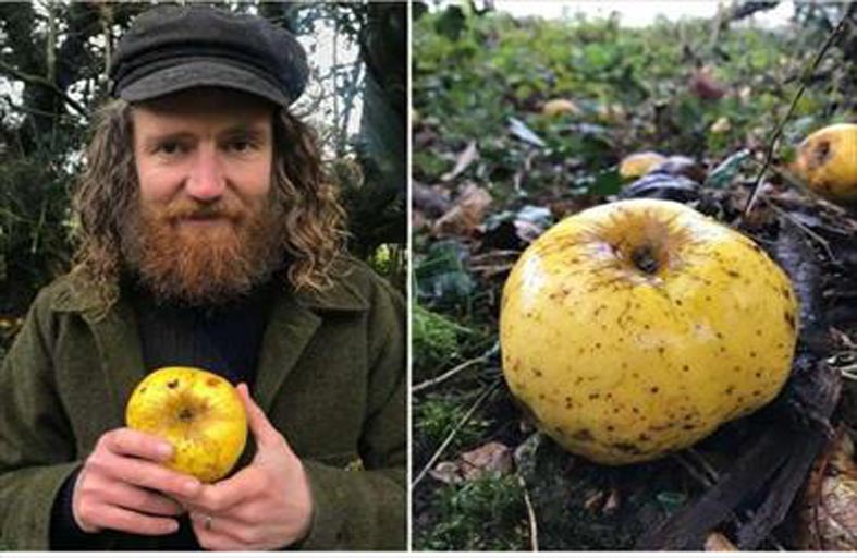 العثور على نوع غريب وجديد تماما من التفاح