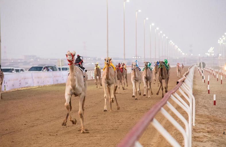 انطلاق منافسات النسخة الـ6 من مهرجان «البيت متوحد» لسباقات الهجن بالوثبة
