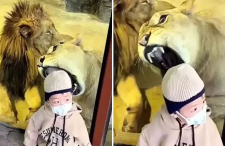 أسد يحاول افتراس طفل أمام أعين أسرته!
