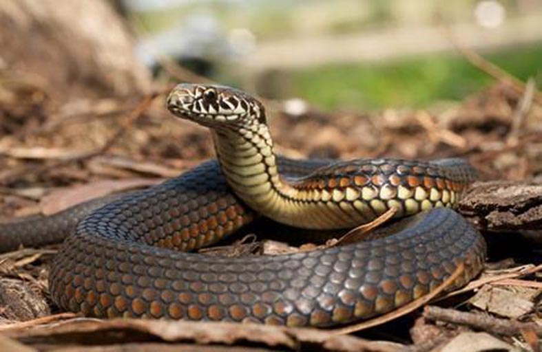 ثعبان ضخم يثير الذعر في تايلاند