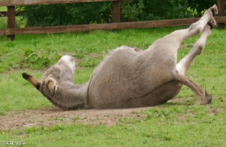 سخرية بعد حجز حمار في قرية .. والأمن يبحث القضية