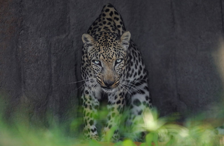 حماية الأنواع المهددة بالانقراض في الإمارات.. جهود ومبادرات لصون التنوع البيولوجي