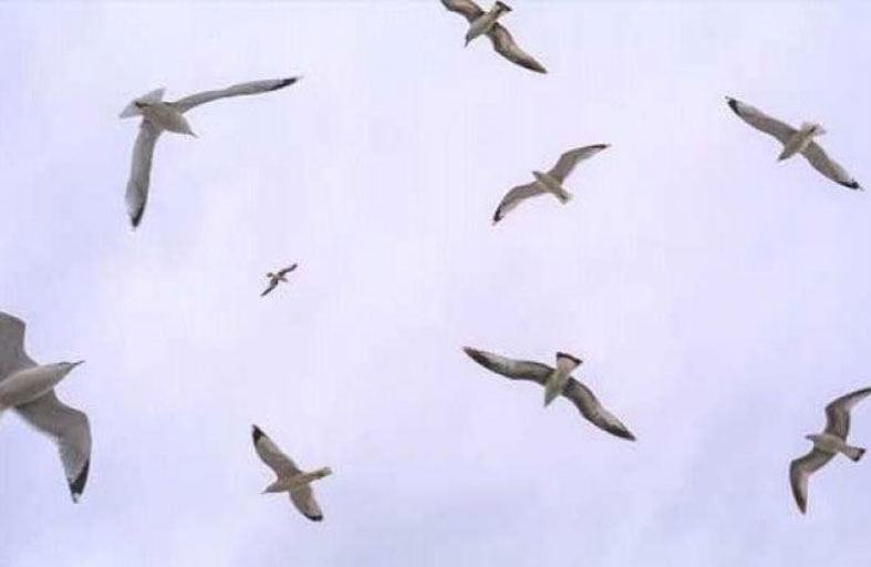 طيور السودان تواجه خطر تعرية الغابات 