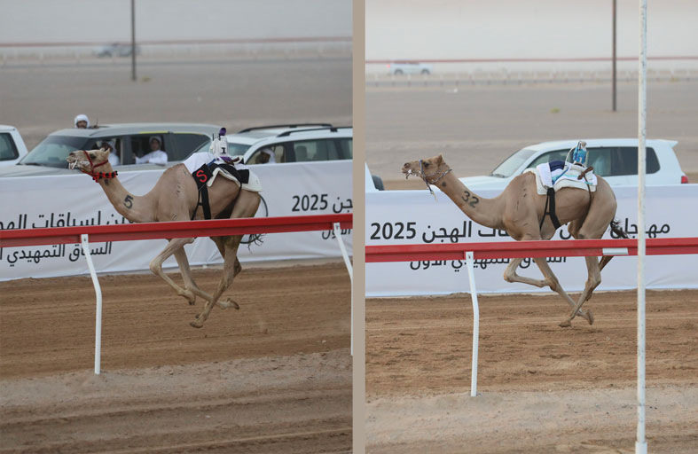 «الشامخة» و«ملبي» يتألقان في منافسات «اللقايا» بمهرجان العين للهجن