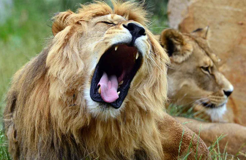 مجموعة أسود تفترس حارس حديقة 