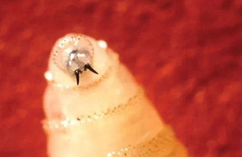 بعد اختفائها منذ 30 عاماً.. ظهور سلالة قاتلة من الطفيليات