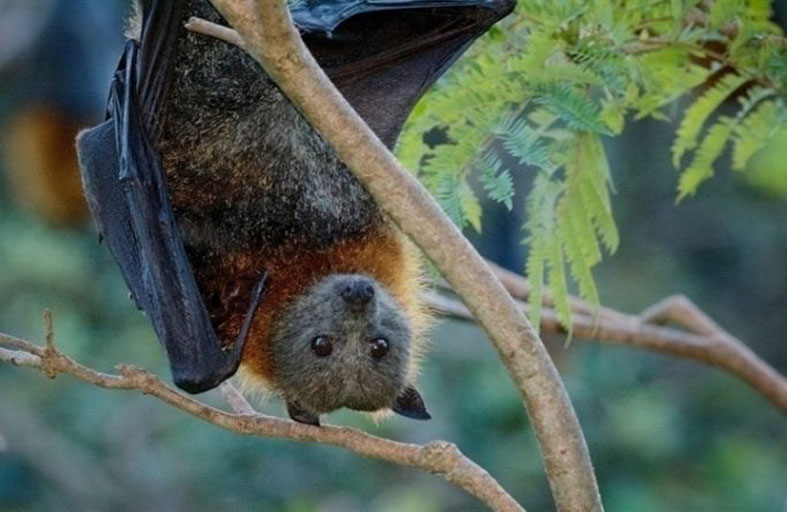 فيروسات الحيوانات تضاعف وفيات البشر عام 2050