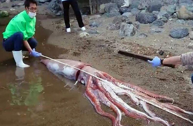 العثور على حبّار عملاق غريب الشكل 