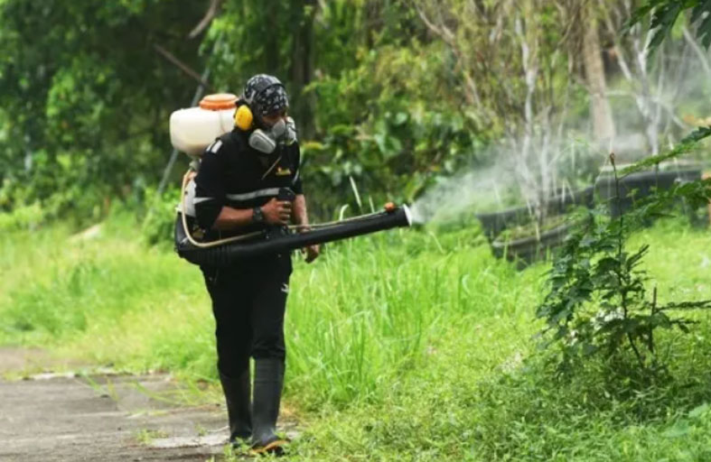 سنغافورة تحذر من البعوض القاتل في الصيف