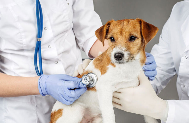 عيادة بيطرية تدهس كلباً مريضاً للحصول على تعويض