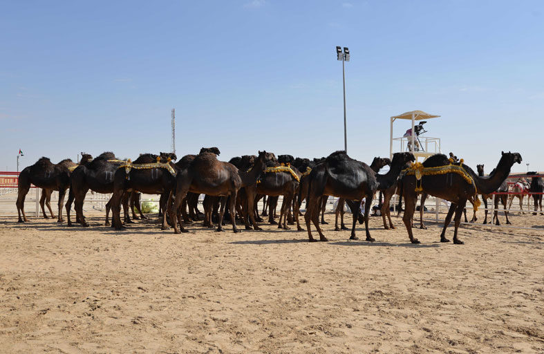 مسابقة بينونة للرماية تختتم منافساتها مساء اليوم