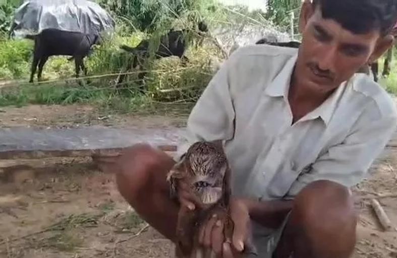 ولادة ماعز بعينين في مُقلة واحدة