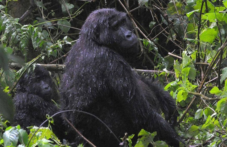 صاعقة  تقتل 4 غوريلات ثمينة