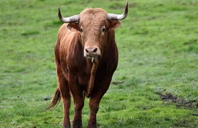 «ثور هائج» يداهم زفافاً 