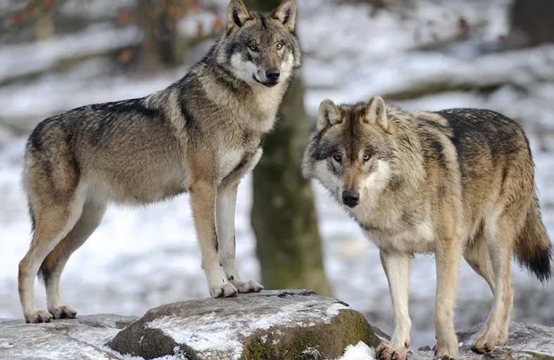 بعد زيادة أعدادها.. قواعد حماية ذئاب أوروبا قيد المراجعة