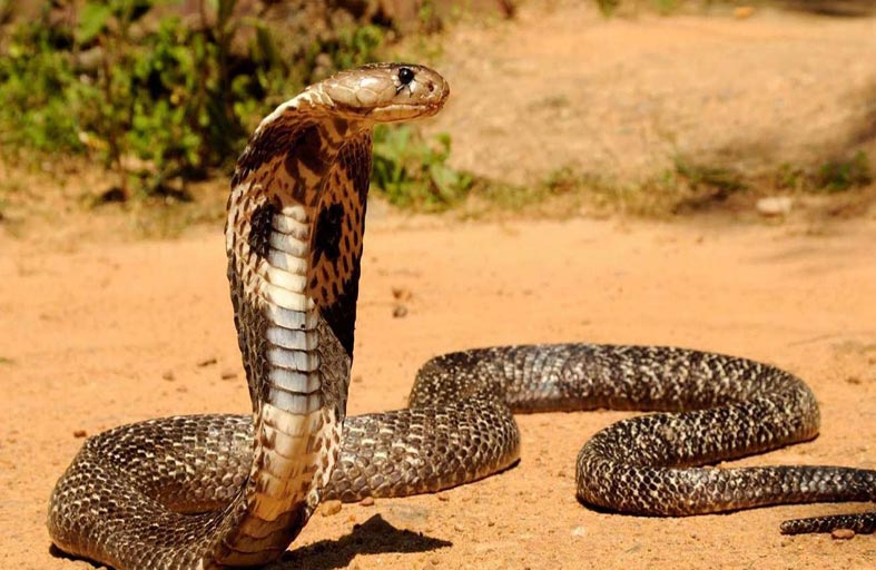 ثعبان ضخم يباغت موظفة 