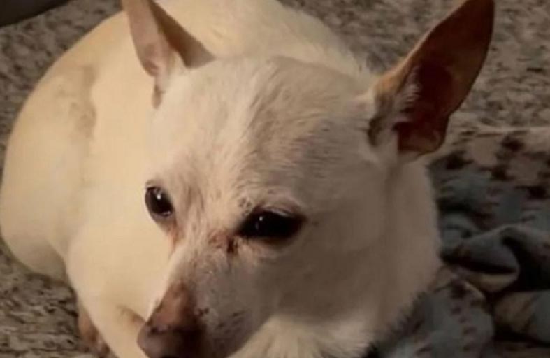 غينيس تتوج الكلب الأكبر سنا في العالم