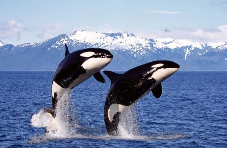 حيتان قاتلة تغرق يختًا سياحيًا 