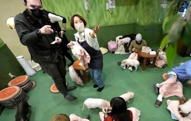 مقهى لقضاء الوقت مع الخنازير 