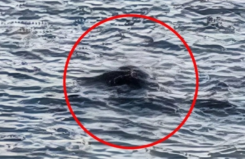 ظهور غامض لوحش بحيرة لوخ نيس يهز مواقع التواصل