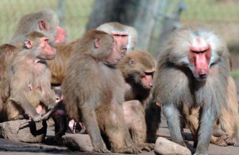 هروب 3 قرود من حديقة الحيوان في دمشق