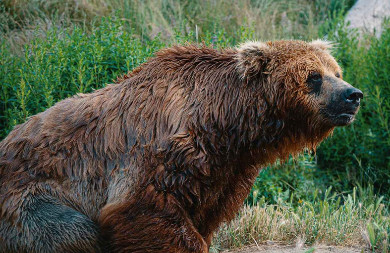 سلوفاكيا تسمح ببيع لحم الدببة 