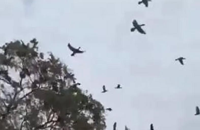 نفوق عشرات الطيور بسبب توسيع طريق