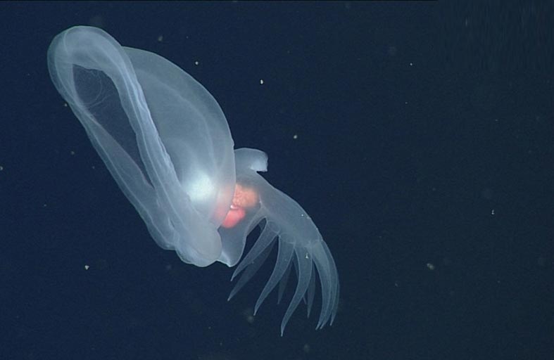 اكتشاف مخلوق متوهج يشبه قنديل البحر