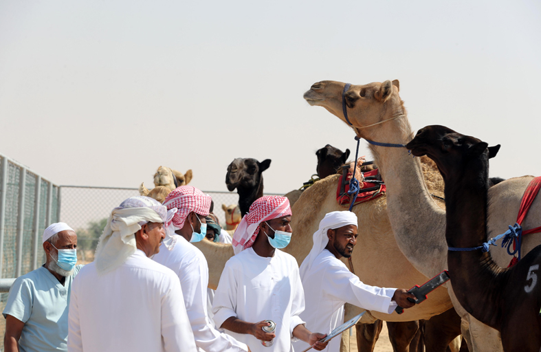 مهرجان الظفرة يعلن مواعيد وأماكن ترصيص الإبل المشاركة في مزاينة رزين
