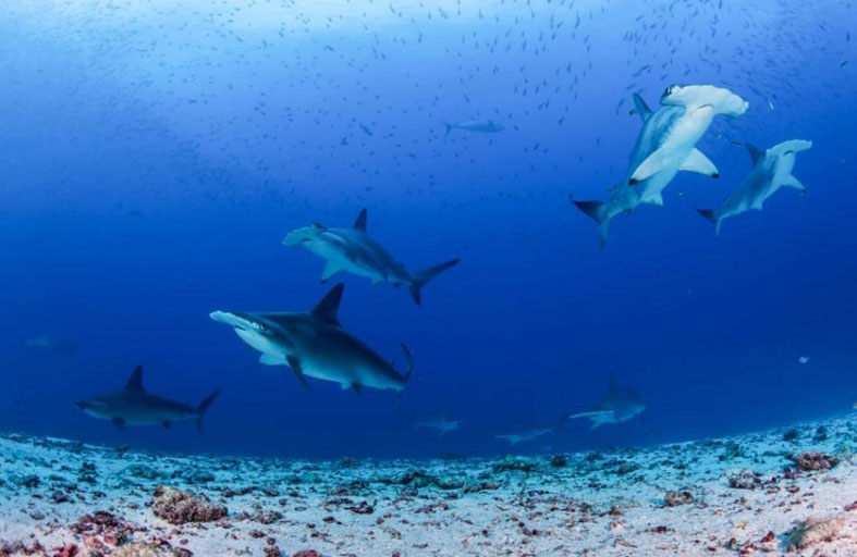 اكتشاف 30 نوعاً جديداً من الأحياء البحرية 