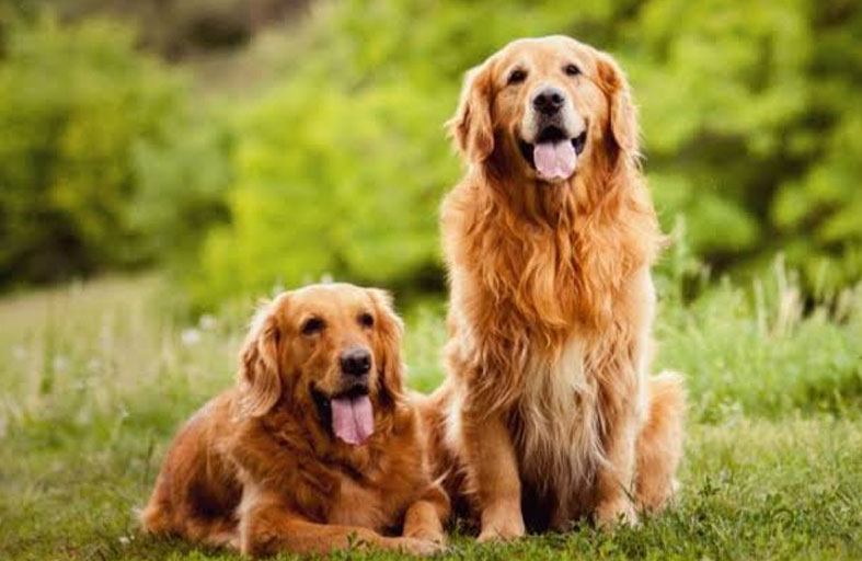 كلاب تلتهم جثة صاحبتها بعد وفاتها