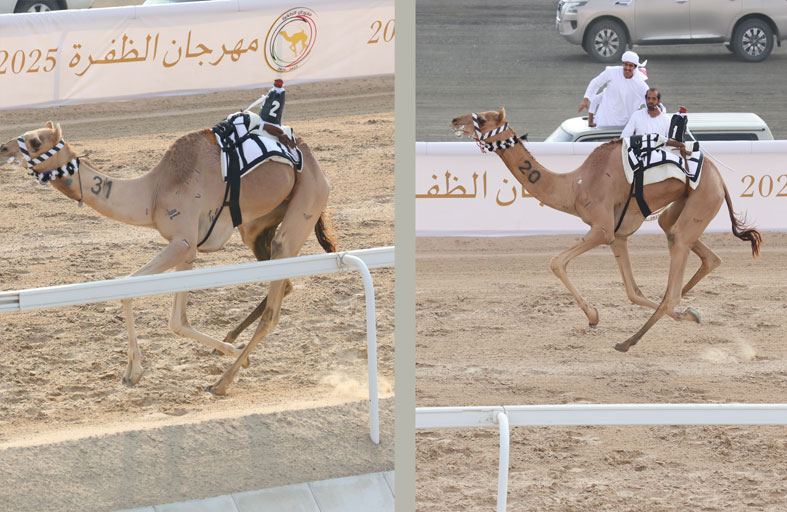 الذيبة تظفر بكأس الإيذاع في شوط الأبكار المفتوح بأفضل زمن وسياف يفوز ببندقية القعدان