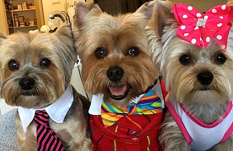 حيوانات أليفة مدللة في مستشفى 