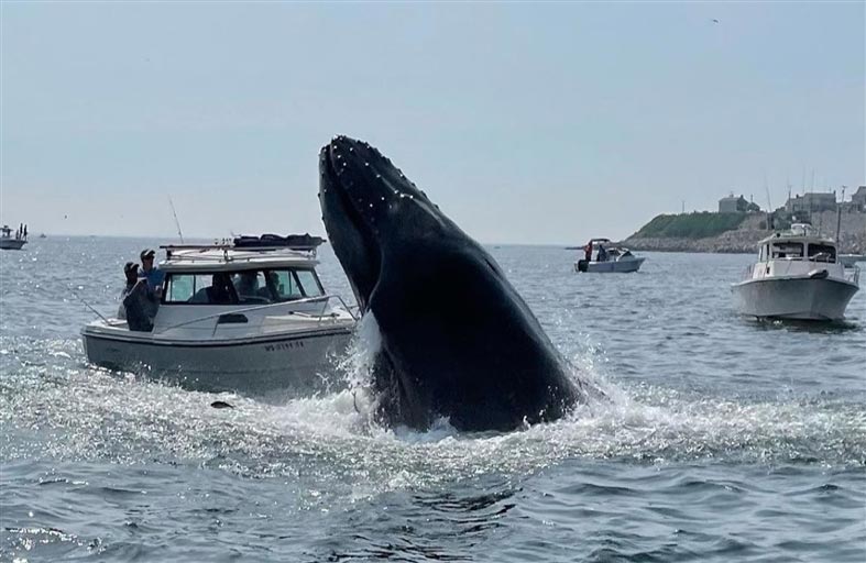 انتقام الحيتان.. حوادث الغرق تثير الذعر في المحيط الأطلسي