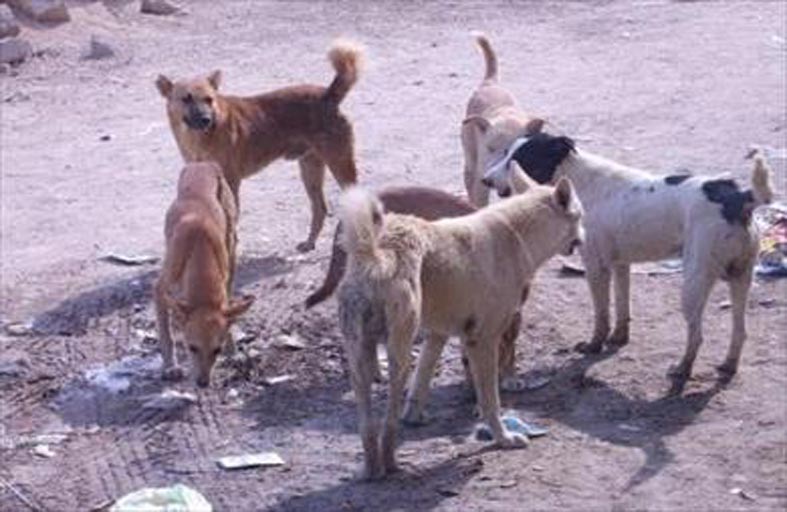 الإخصاء  للحد من تكاثر الكلاب الضالة