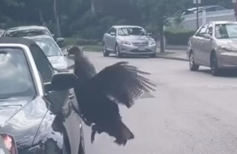 ديك رومي يهاجم امرأة 