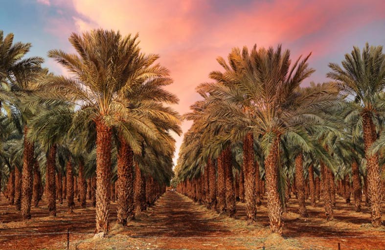 مليون سوداني يعيشون على زراعة النخيل