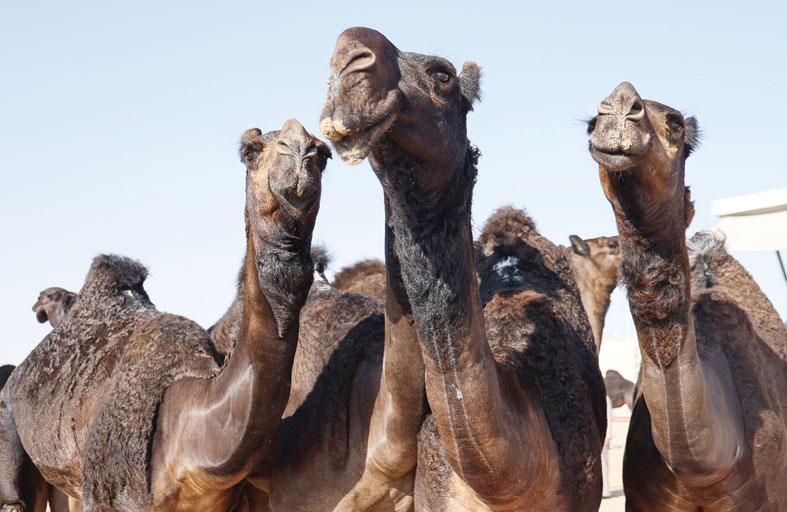 انطلاق فعاليات ختامي مهرجان الظفرة بدورته الـ16 وسط مشاركة خليجية واسعة 