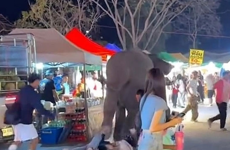 فيل مذعور من الألعاب النارية يدهس سياحاً