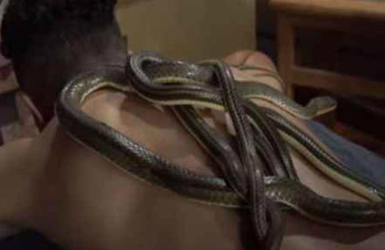 تدليك بالثعابين