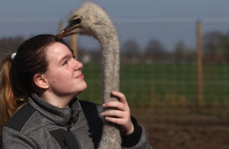 عناق النعام.. طريقة علاج جديدة