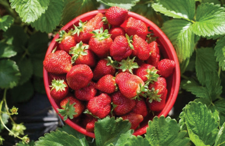 موسم ممتاز من الفراولة في المملكة المتحدة 