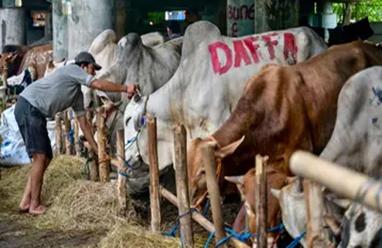 صالون لتدليك البقر قبيل العيد 