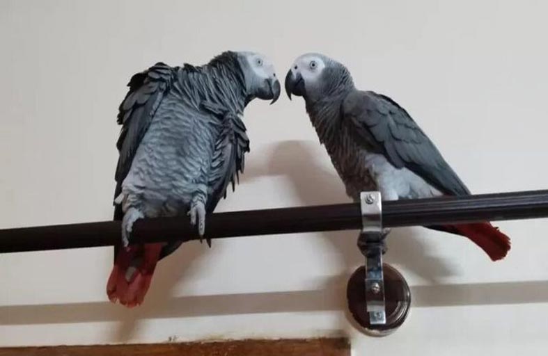 مكافأة مالية.. عودة الببغاء الهارب